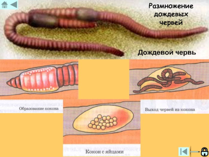 способ размножения дождевого червя