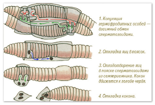 Размножение дождевых червей