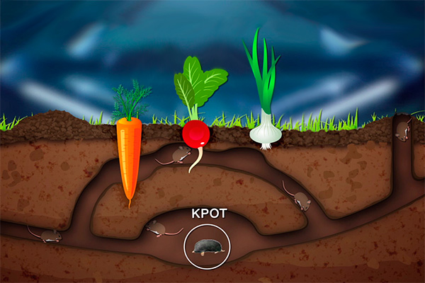 Повреждать морковь, картошку или свеклу могут различные мелкие грызуны, пользующиеся кротовинами, однако хозяева участков зачастую все списывают на кротов.