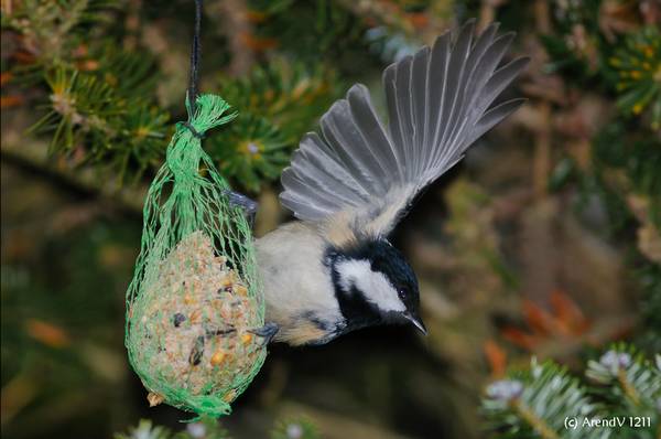 Кормушка для синиц из сетки фото (лат. Parus major)