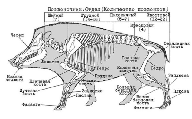 Строение тела кабана