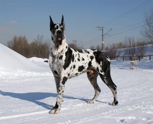 Немецкий королевский мраморный дог