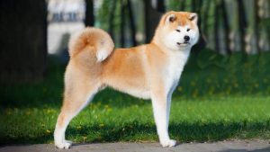 akita-inu-vzroslaya-osob