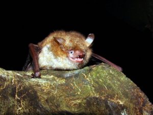 Myotis emarginatus