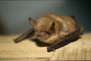 Myotis emarginatus