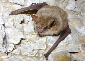 Myotis emarginatus