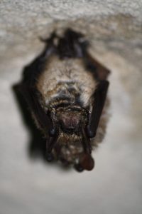 Myotis emarginatus