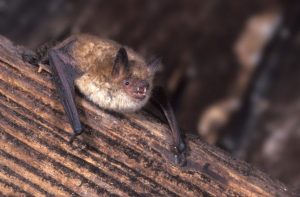 Myotis emarginatus