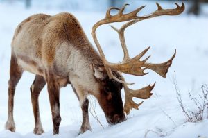 Северный олень